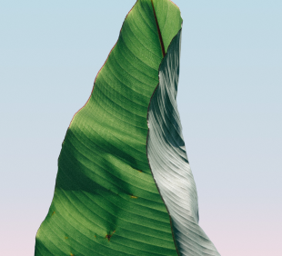 Close-up of a green leaf